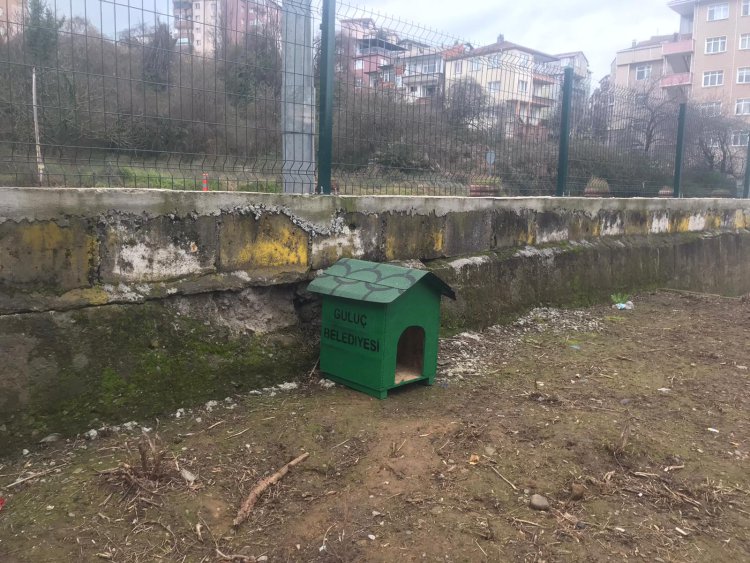 BAŞKAN SEMİZ SOKAK HAYVANLARINI UNUTMADI...